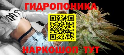 индика Кингисепп